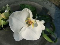 Corsage witte orchidee detail